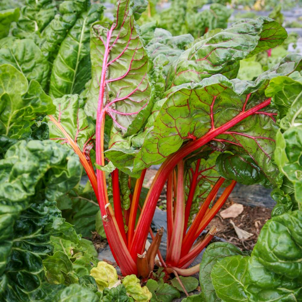 Rabarber 'Victoria'